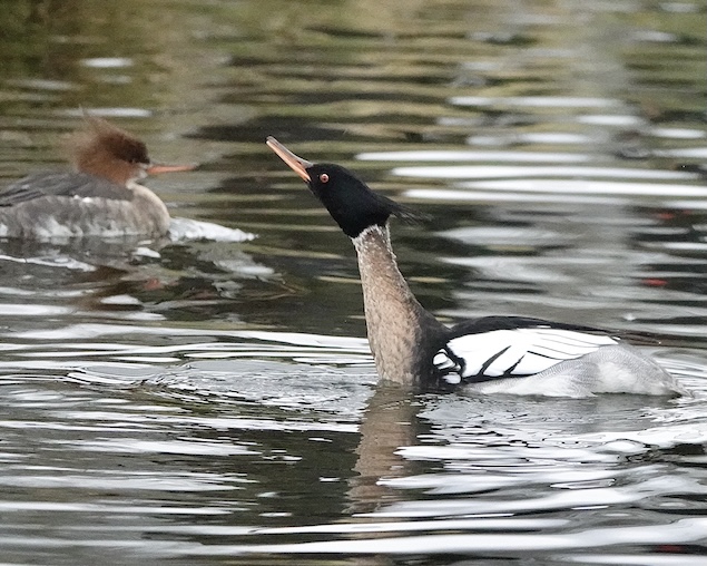 merganser